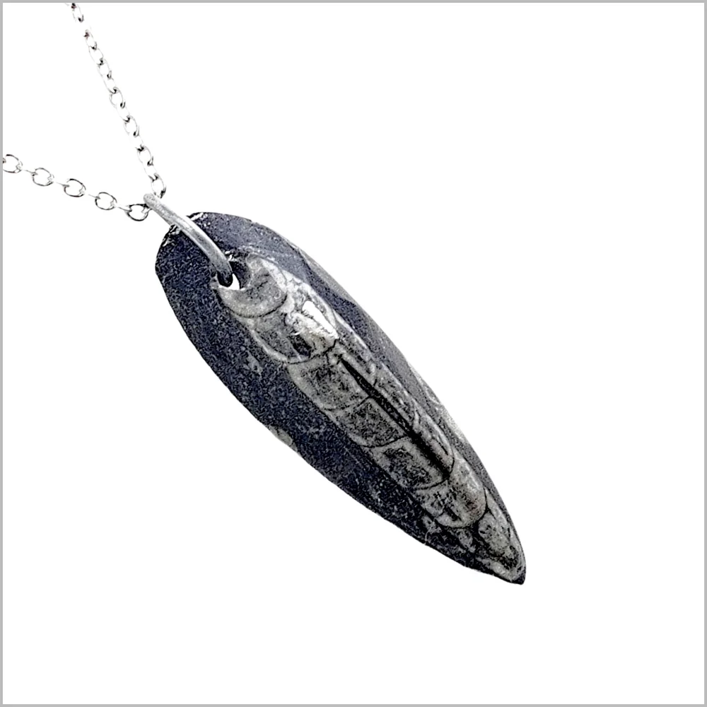 N/A genuine orthoceras